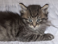 Wildfee's Norwegische Waldkatzen Wildfee's Nuriel - 5 Wochen alt