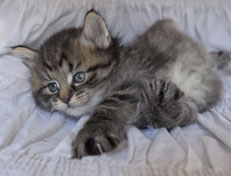 Wildfee's Norwegische Waldkatzen Wildfee's Nuriel - 5 Wochen alt