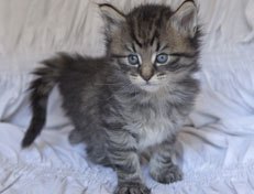 Wildfee's Norwegische Waldkatzen Wildfee's Nuriel - 5 Wochen alt