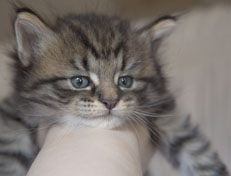 Wildfee's Norwegische Waldkatzen Wildfee's Nuriel - 5 Wochen alt