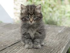 Wildfee's Norwegische Waldkatzen Wildfee's Nala Li - 6 Wochen alt