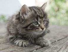 Wildfee's Norwegische Waldkatzen Wildfee's Nala Li - 6 Wochen alt