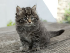 Wildfee's Norwegische Waldkatzen Wildfee's Nala Li - 6 Wochen alt