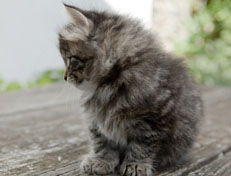 Wildfee's Norwegische Waldkatzen Wildfee's Nala Li - 6 Wochen alt