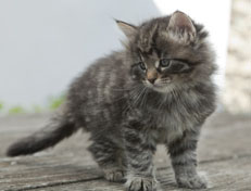 Wildfee's Norwegische Waldkatzen Wildfee's Nala Li - 6 Wochen alt