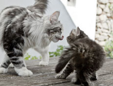 Wildfee's Norwegische Waldkatzen Wildfee's Nala Li - 6 Wochen alt