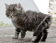 Wildfee's Norwegische Waldkatzen Wildfee's Nala Li - 6 Wochen alt