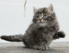 Wildfee's Norwegische Waldkatzen Wildfee's Nala Li - 6 Wochen alt