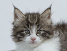 Wildfee's Norwegische Waldkatzen Wildfee's Nina Li - 6 Wochen alt