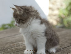 Wildfee's Norwegische Waldkatzen Wildfee's Nina Li - 6 Wochen alt