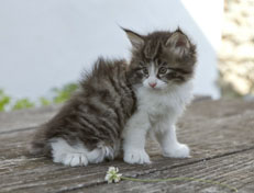 Wildfee's Norwegische Waldkatzen Wildfee's Nina Li - 6 Wochen alt