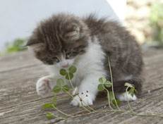 Wildfee's Norwegische Waldkatzen Wildfee's Nina Li - 6 Wochen alt