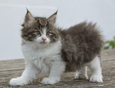 Wildfee's Norwegische Waldkatzen Wildfee's Nina Li - 6 Wochen alt