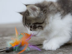 Wildfee's Norwegische Waldkatzen Wildfee's Nina Li - 6 Wochen alt