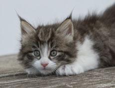 Wildfee's Norwegische Waldkatzen Wildfee's Nina Li - 6 Wochen alt