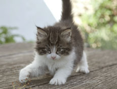 Wildfee's Norwegische Waldkatzen Wildfee's Nina Li - 6 Wochen alt