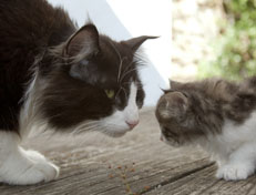 Wildfee's Norwegische Waldkatzen Wildfee's Nina Li - 6 Wochen alt