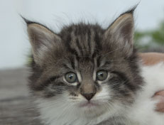 Wildfee's Norwegische Waldkatzen Wildfee's Nori Li - 6 Wochen alt