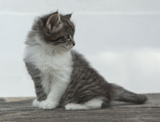 Wildfee's Norwegische Waldkatzen Wildfee's Nori Li - 6 Wochen alt