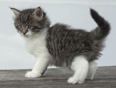 Wildfee's Norwegische Waldkatzen Wildfee's Nori Li - 6 Wochen alt