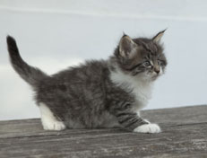 Wildfee's Norwegische Waldkatzen Wildfee's Nori Li - 6 Wochen alt