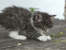 Wildfee's Norwegische Waldkatzen Wildfee's Nori Li - 6 Wochen alt
