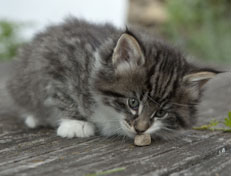 Wildfee's Norwegische Waldkatzen Wildfee's Nori Li - 6 Wochen alt