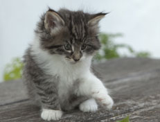 Wildfee's Norwegische Waldkatzen Wildfee's Nori Li - 6 Wochen alt