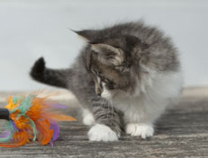 Wildfee's Norwegische Waldkatzen Wildfee's Nori Li - 6 Wochen alt