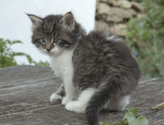Wildfee's Norwegische Waldkatzen Wildfee's Nori Li - 6 Wochen alt