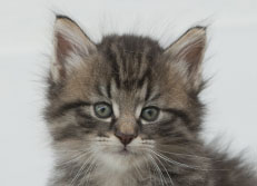 Wildfee's Norwegische Waldkatzen Wildfee's Nuriel - 6 Wochen alt