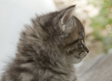 Wildfee's Norwegische Waldkatzen Wildfee's Nuriel - 6 Wochen alt