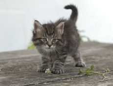 Wildfee's Norwegische Waldkatzen Wildfee's Nuriel - 6 Wochen alt