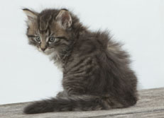 Wildfee's Norwegische Waldkatzen Wildfee's Nuriel - 6 Wochen alt