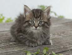 Wildfee's Norwegische Waldkatzen Wildfee's Nuriel - 6 Wochen alt