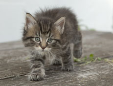 Wildfee's Norwegische Waldkatzen Wildfee's Nuriel - 6 Wochen alt