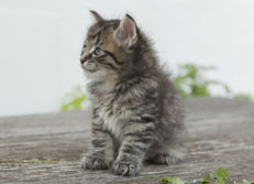 Wildfee's Norwegische Waldkatzen Wildfee's Nuriel - 6 Wochen alt