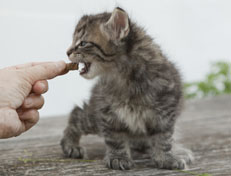 Wildfee's Norwegische Waldkatzen Wildfee's Nuriel - 6 Wochen alt