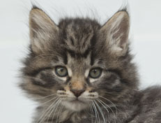 Wildfee's Norwegische Waldkatzen Wildfee's Nala Li - 7 Wochen alt