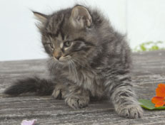 Wildfee's Norwegische Waldkatzen Wildfee's Nala Li - 7 Wochen alt