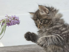 Wildfee's Norwegische Waldkatzen Wildfee's Nala Li - 7 Wochen alt