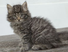 Wildfee's Norwegische Waldkatzen Wildfee's Nala Li - 7 Wochen alt