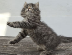 Wildfee's Norwegische Waldkatzen Wildfee's Nala Li - 7 Wochen alt