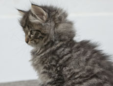 Wildfee's Norwegische Waldkatzen Wildfee's Nala Li - 7 Wochen alt