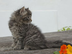 Wildfee's Norwegische Waldkatzen Wildfee's Nala Li - 7 Wochen alt