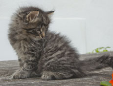 Wildfee's Norwegische Waldkatzen Wildfee's Nala Li - 7 Wochen alt