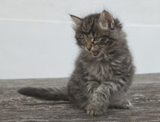 Wildfee's Norwegische Waldkatzen Wildfee's Nala Li - 7 Wochen alt