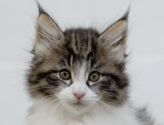 Wildfee's Norwegische Waldkatzen Wildfee's Nina Li - 7 Wochen alt