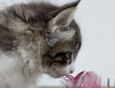 Wildfee's Norwegische Waldkatzen Wildfee's Nina Li - 7 Wochen alt