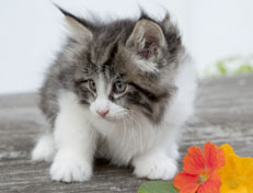 Wildfee's Norwegische Waldkatzen Wildfee's Nina Li - 7 Wochen alt